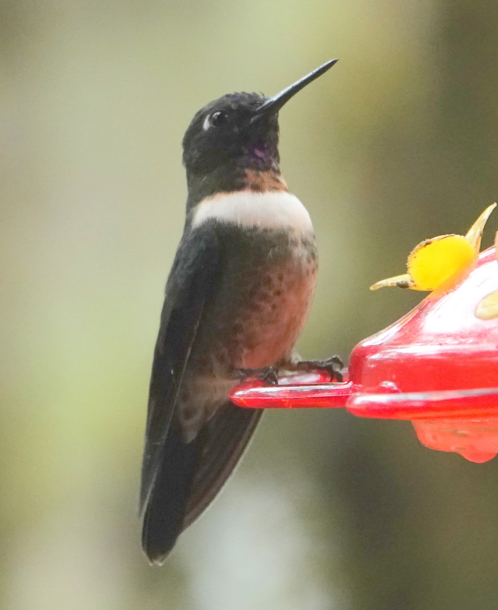 Amethyst-throated Sunangel - ML646008329