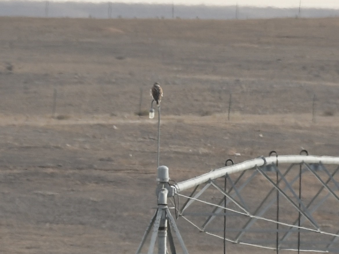 Ferruginous Hawk - ML646008335