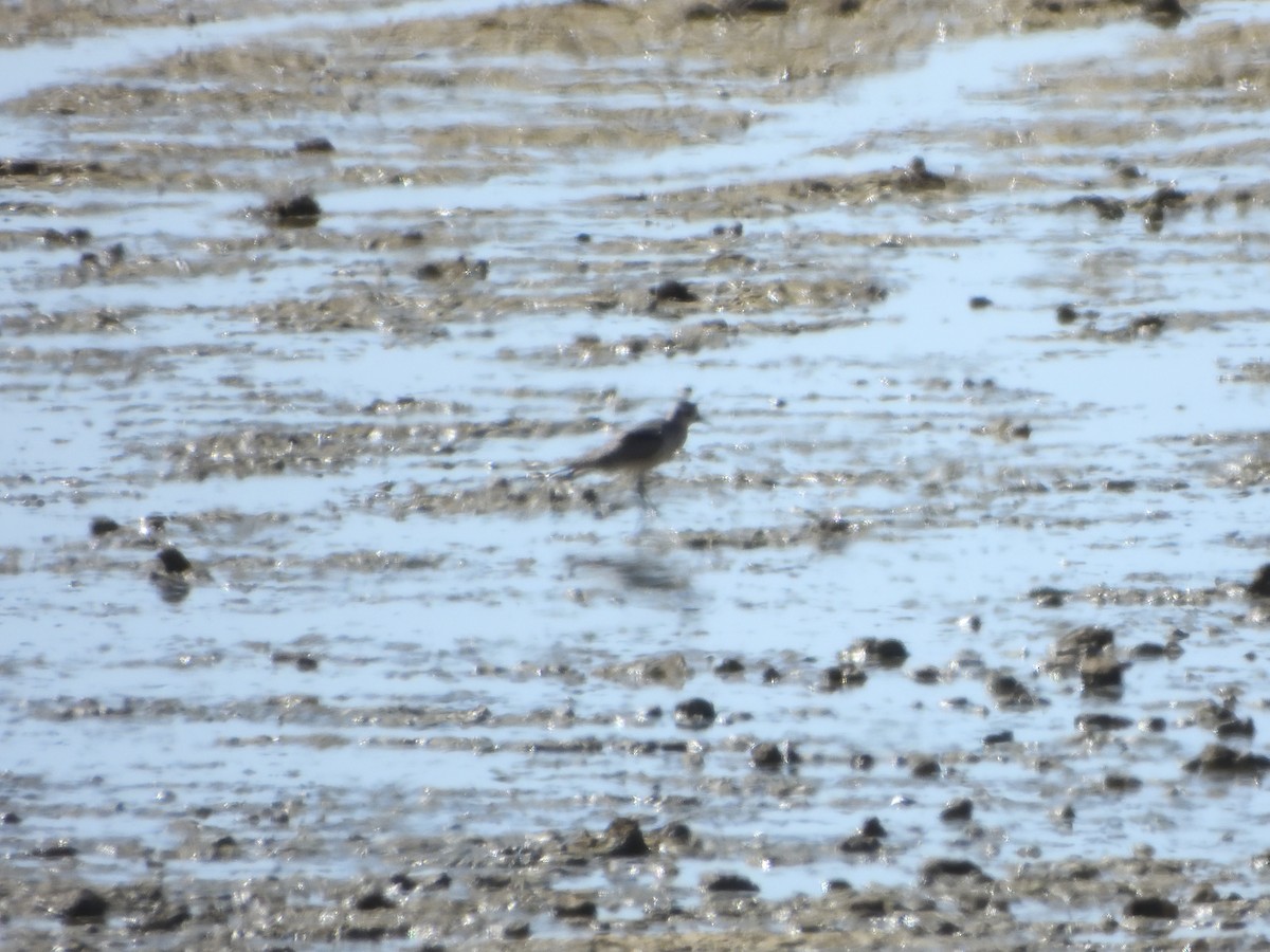 アメリカムナグロ - ML646008339