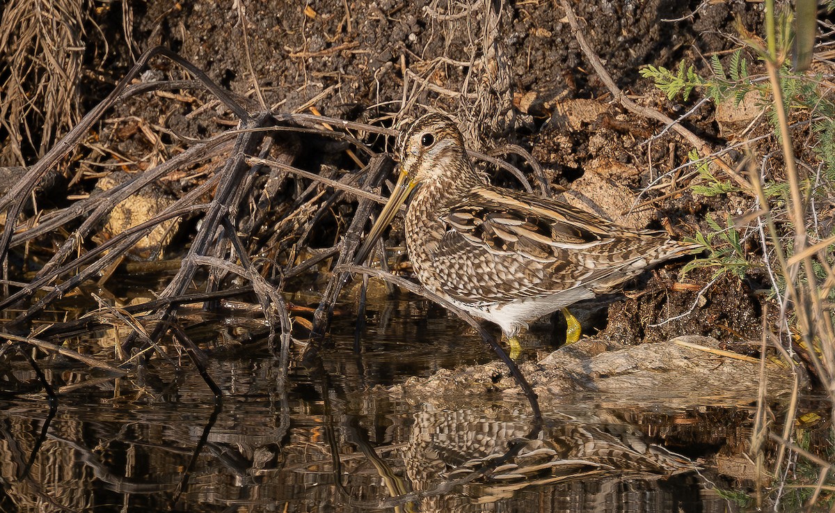 bekasina otavní - ML646008343