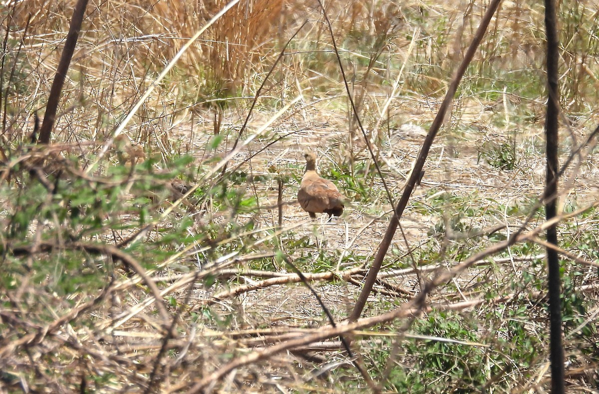 Madagascar Sandgrouse - ML646008349