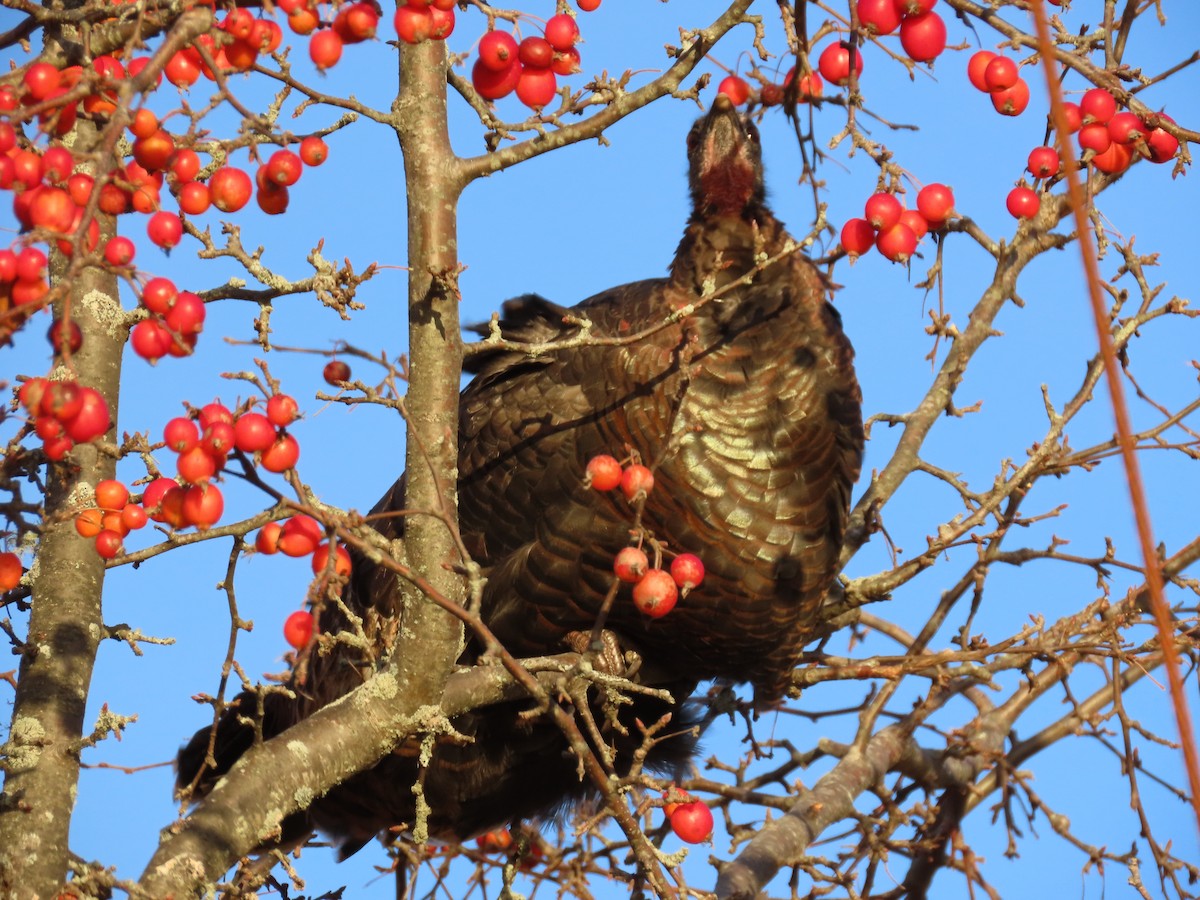 Indioilar arrunta - ML646008350