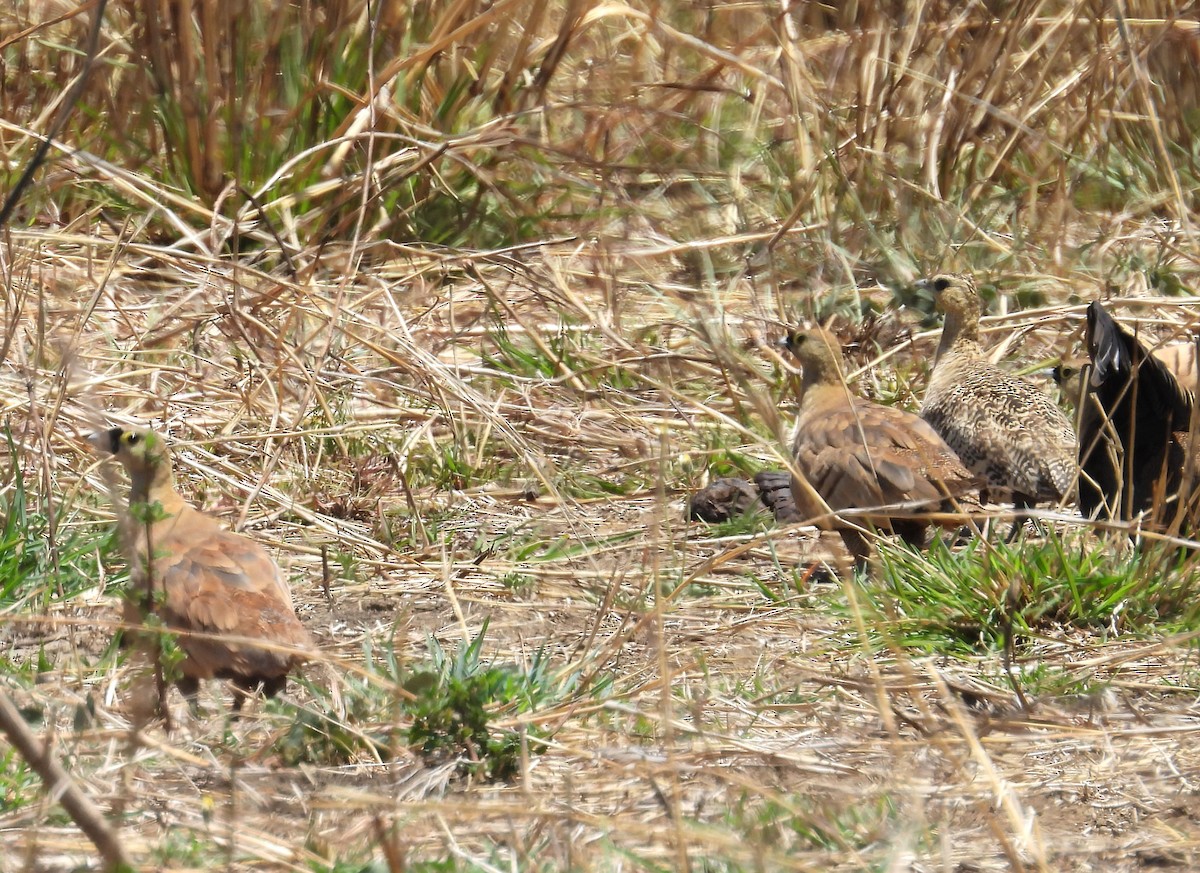 Madagascar Sandgrouse - ML646008351