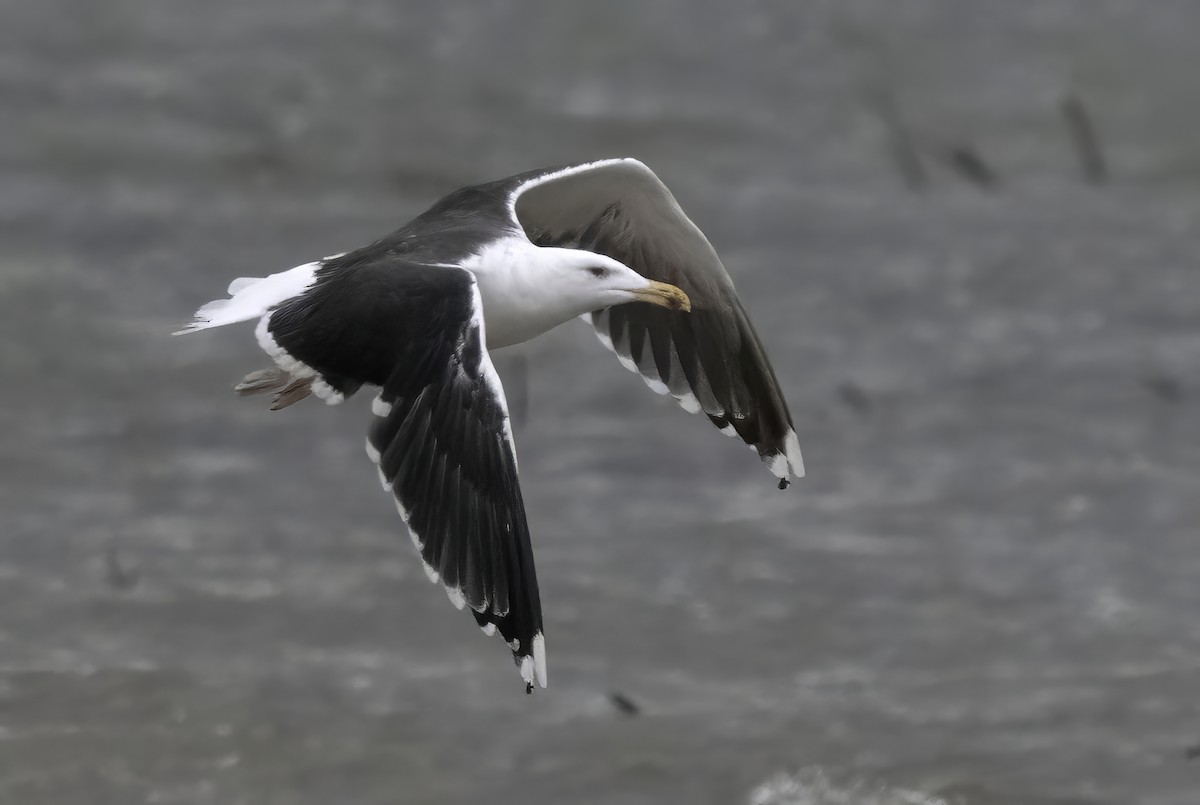 Great Black-backed Gull - ML646008353