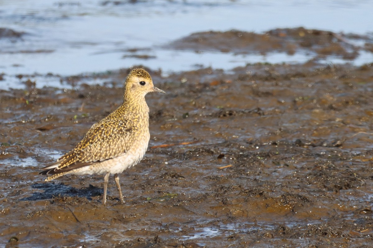 European Golden-Plover - ML646008354