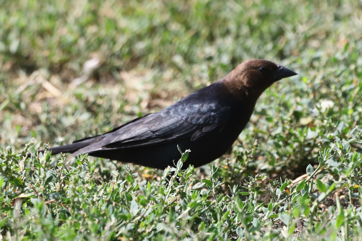 Brown-headed Cowbird - ML646008355