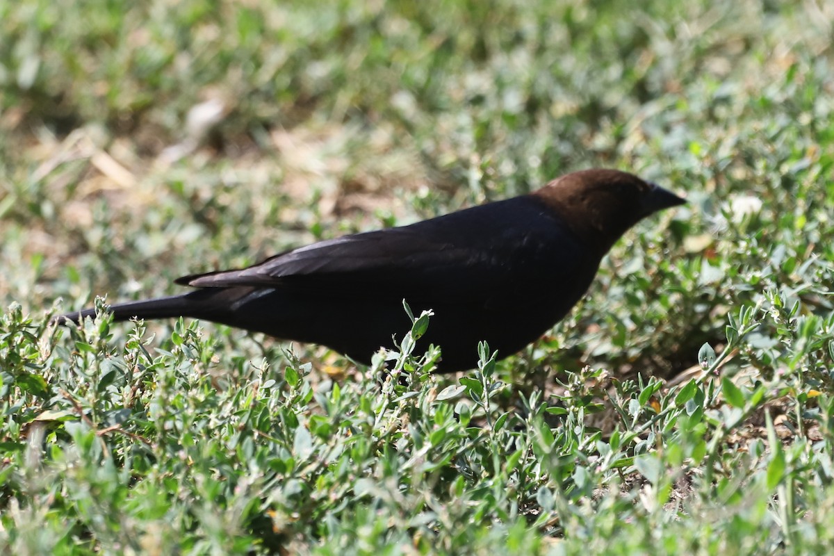 Brown-headed Cowbird - ML646008356