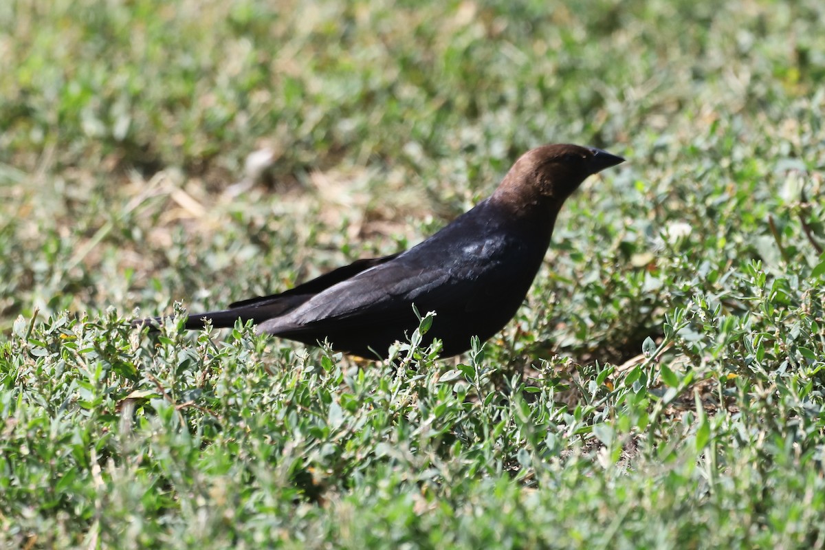 Brown-headed Cowbird - ML646008357