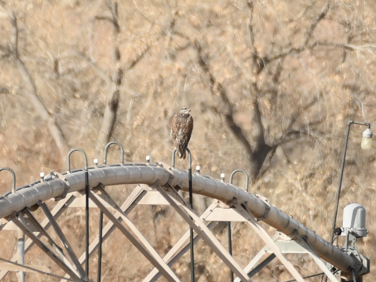 Ferruginous Hawk - ML646008360
