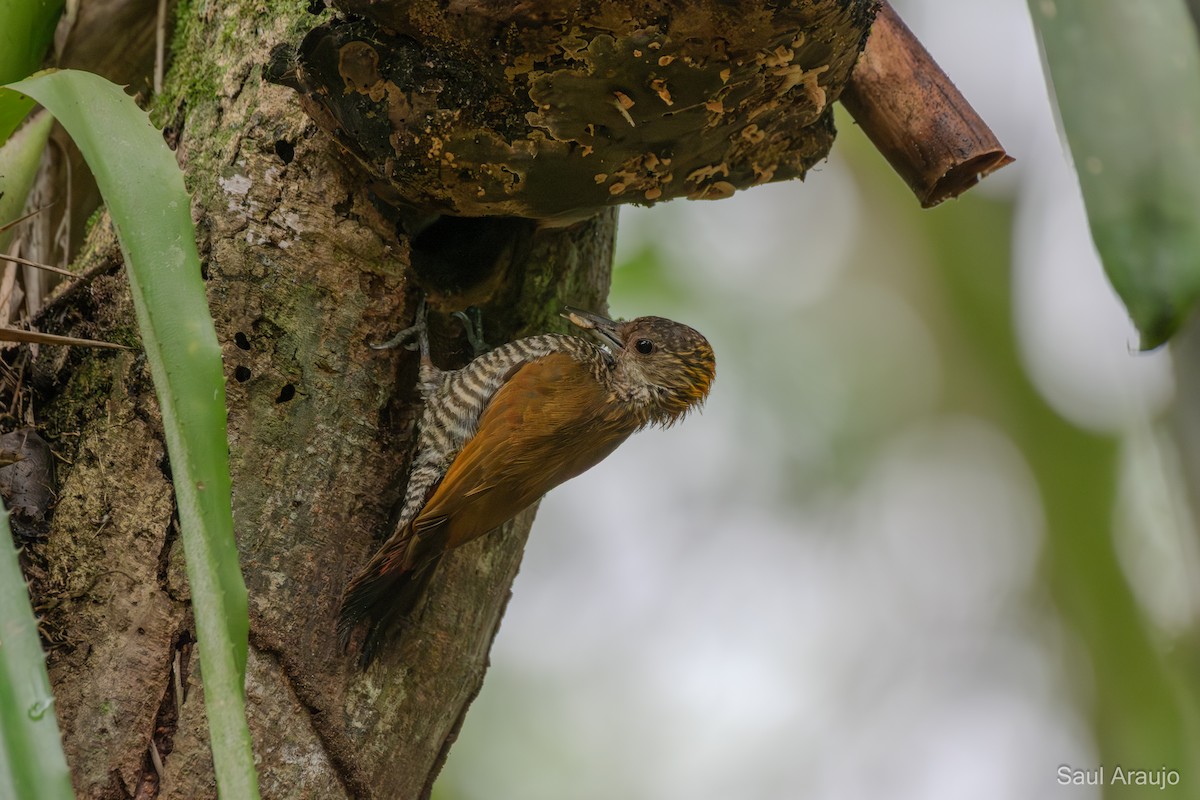 Red-rumped Woodpecker - ML646008361