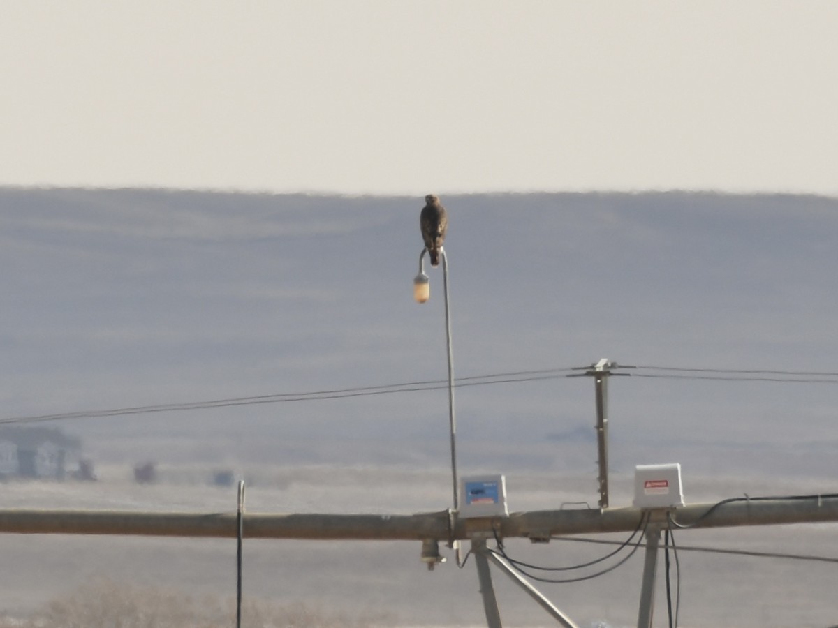 Red-tailed Hawk - ML646008362