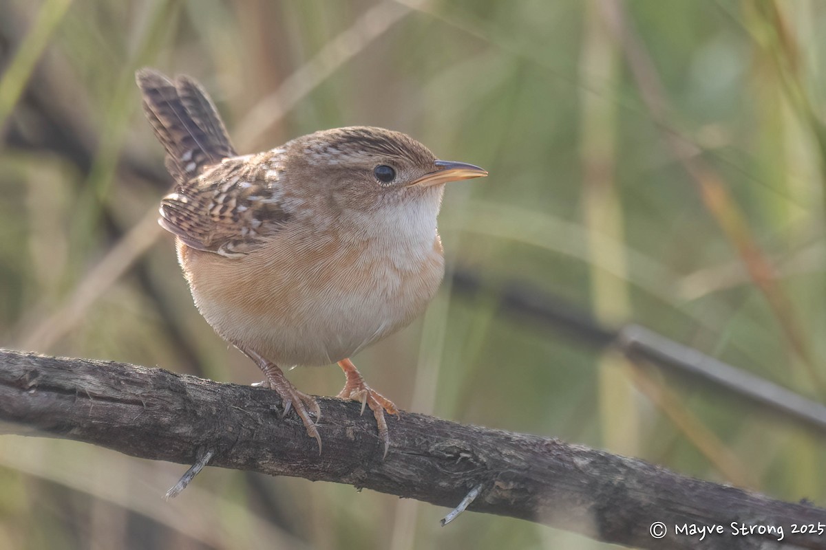 Sedge Wren - ML646008363