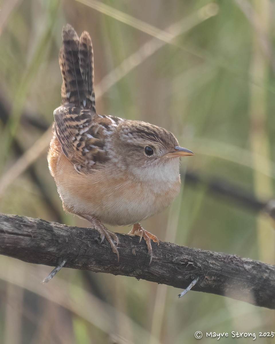 Sedge Wren - ML646008364