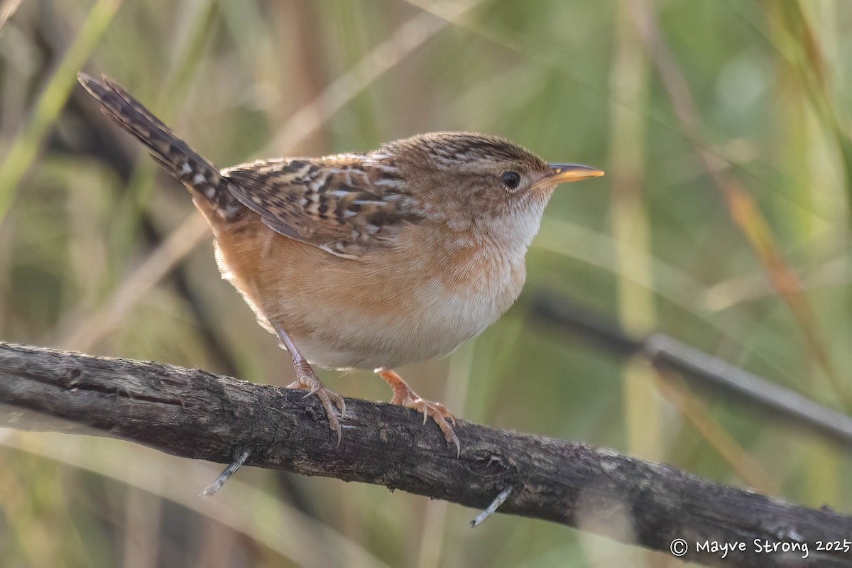 Sedge Wren - ML646008365