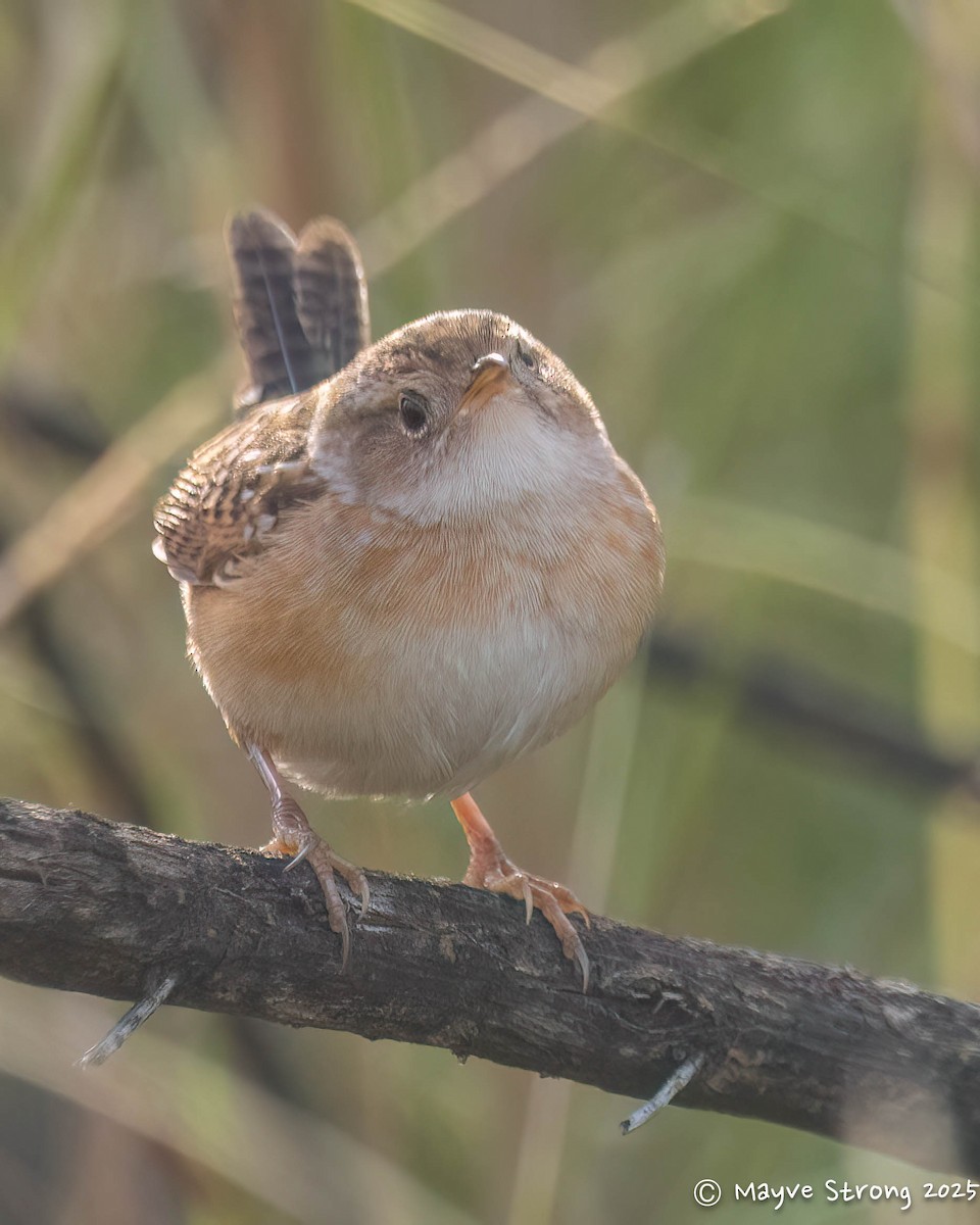 Sedge Wren - ML646008366