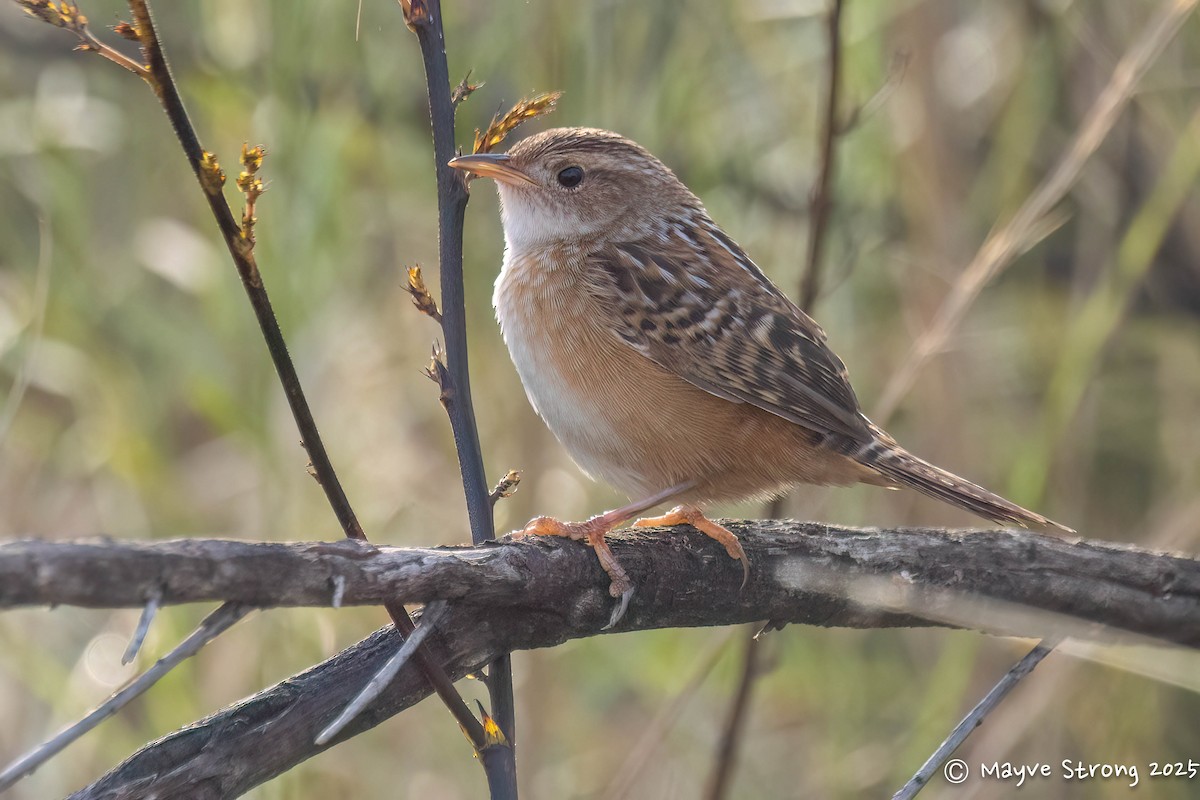 Sedge Wren - ML646008367