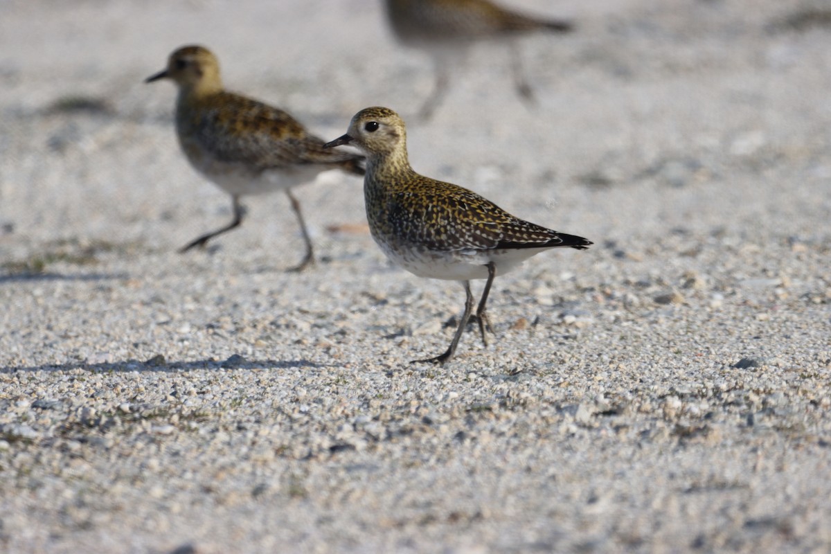 European Golden-Plover - ML646008368