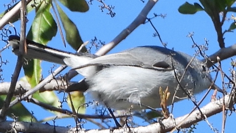 Blue-gray Gnatcatcher - ML646008375