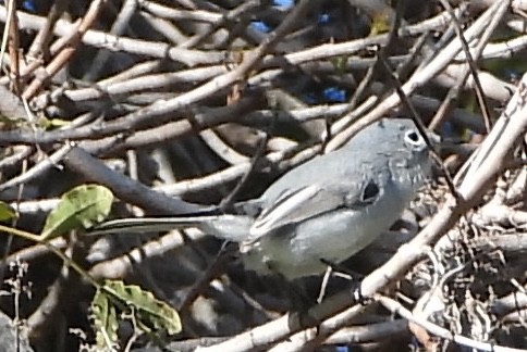 Blue-gray Gnatcatcher - ML646008377