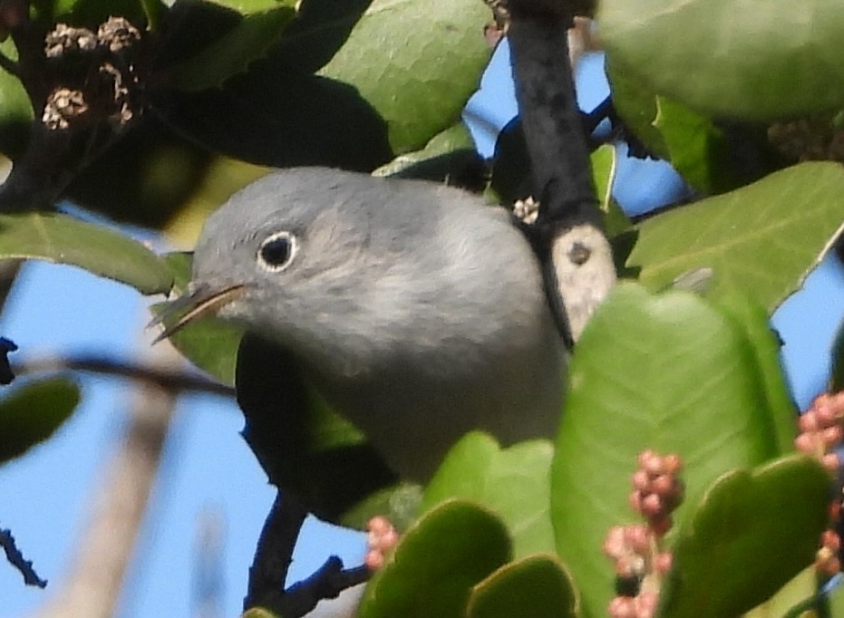 Blue-gray Gnatcatcher - ML646008378