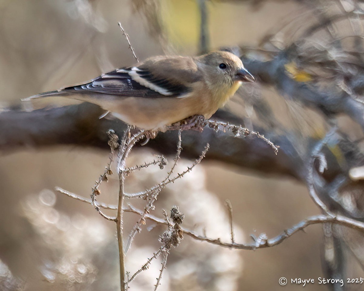 Altın İskete - ML646008383