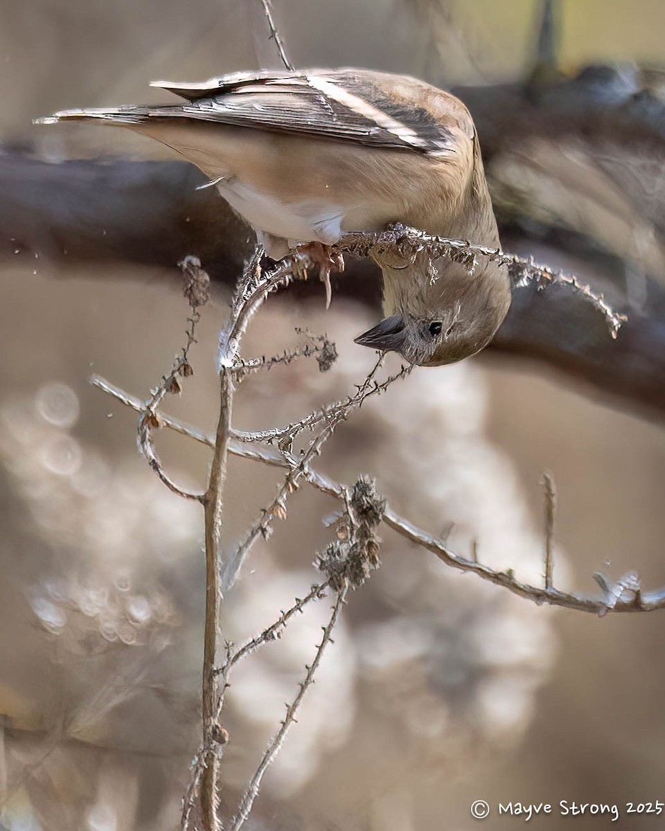 Altın İskete - ML646008384