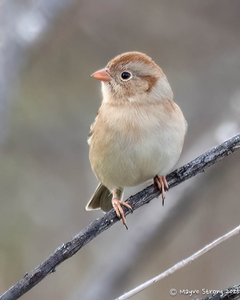 Field Sparrow - ML646008389