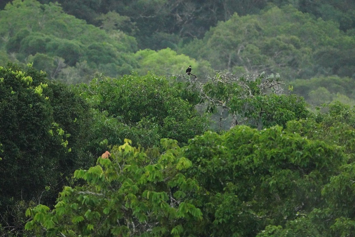 White-throated Toucan - ML646008392