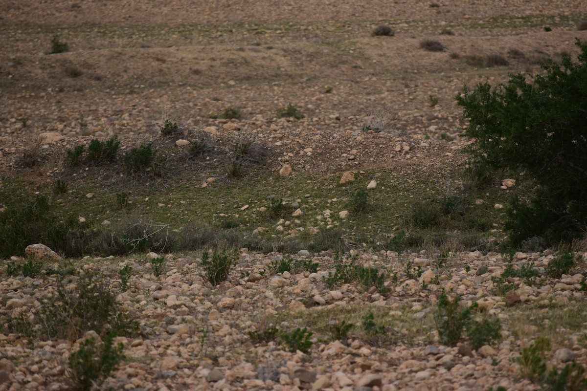 Eurasian Thick-knee - ML646008396