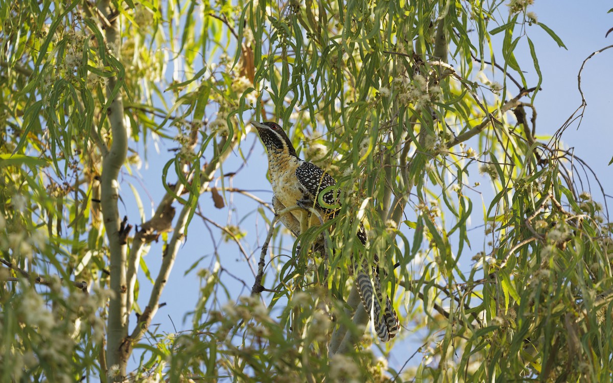 Pacific Koel - ML646008407