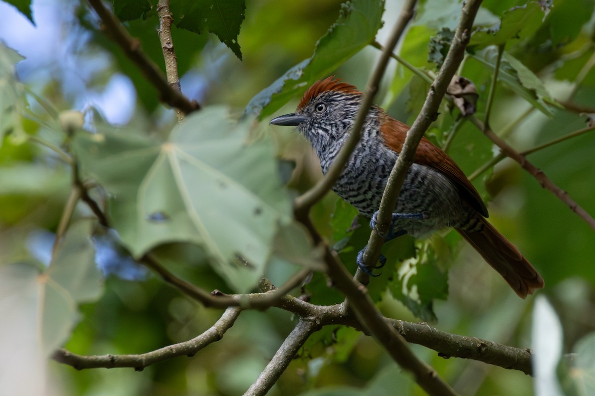 Bar-crested Antshrike - ML646008408
