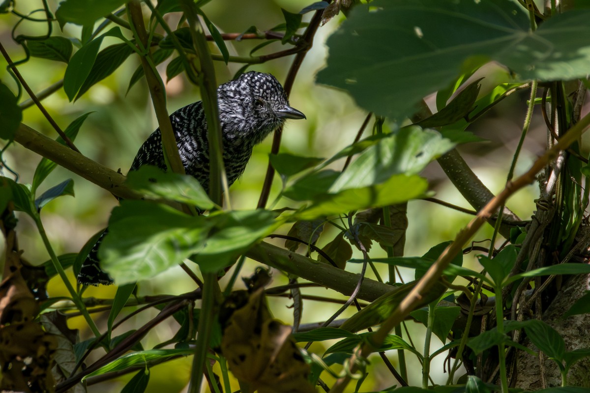 Bar-crested Antshrike - ML646008409