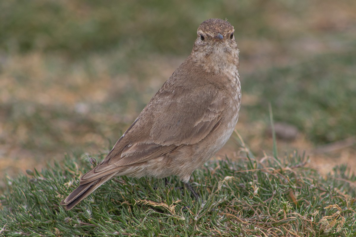 Short-billed Miner - ML646008410