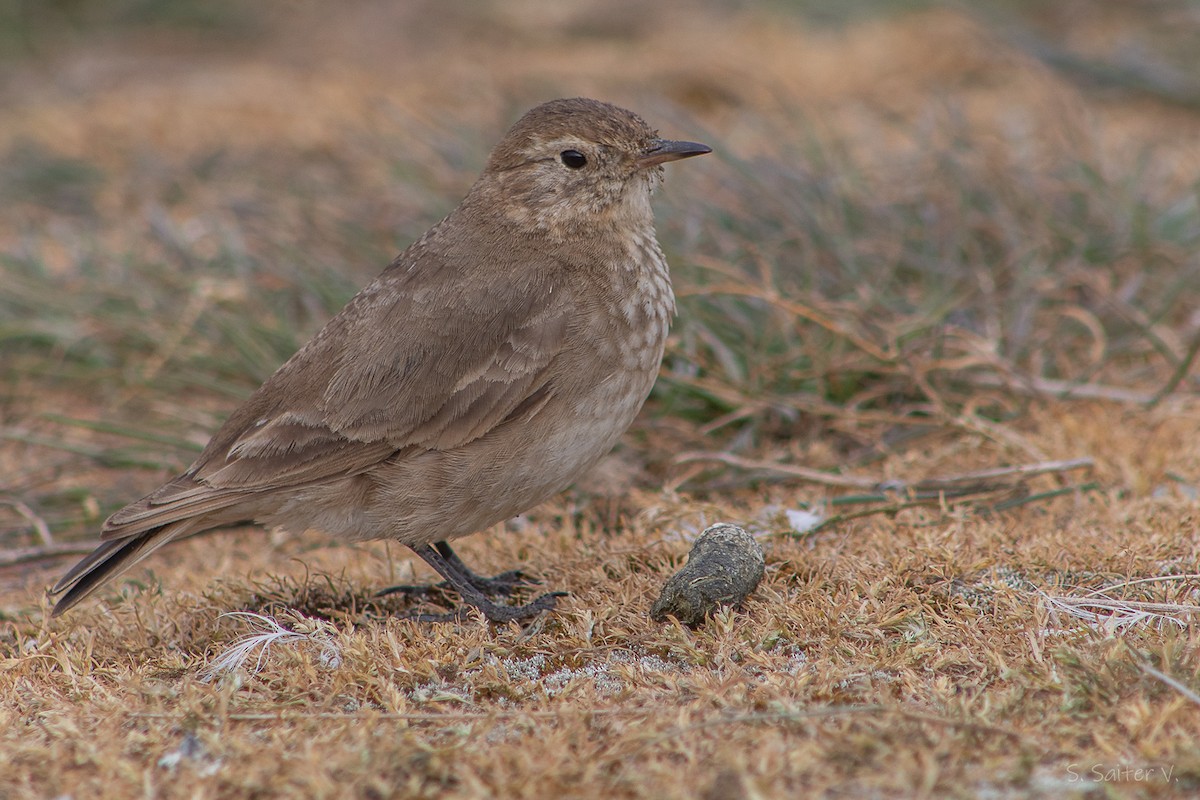 Short-billed Miner - ML646008411