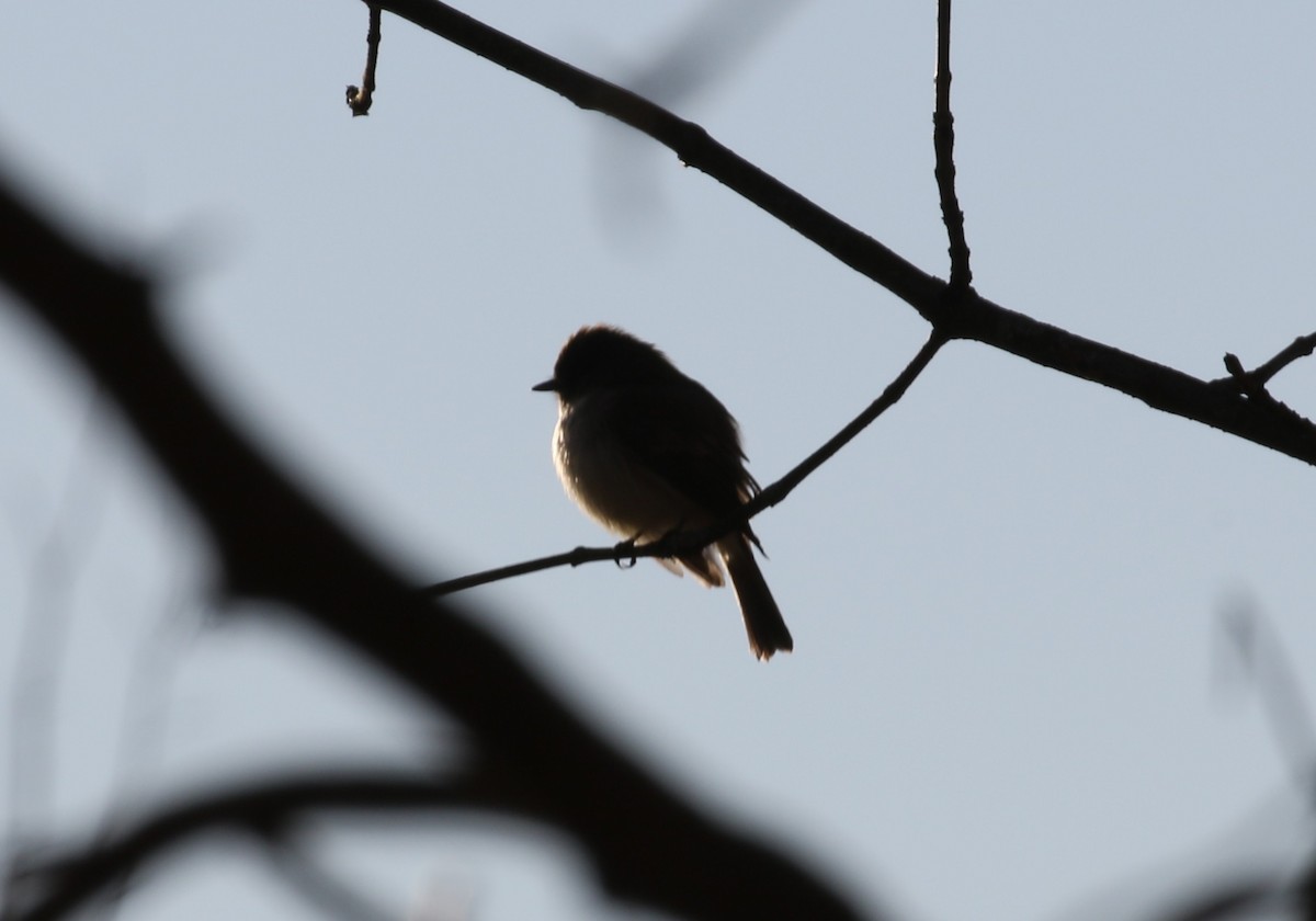 Eastern Phoebe - ML646008412