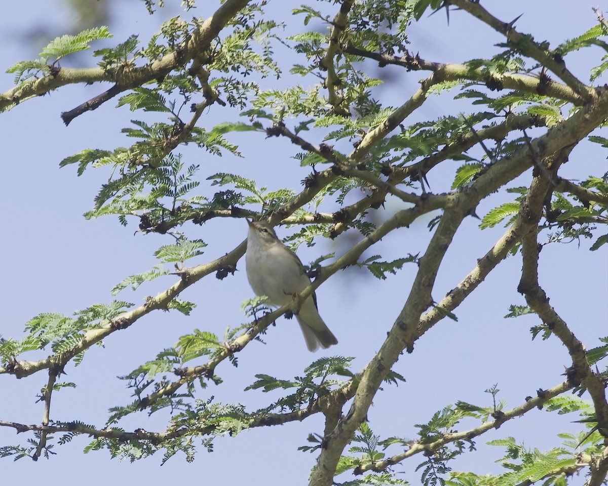 Willow Warbler - ML646008413