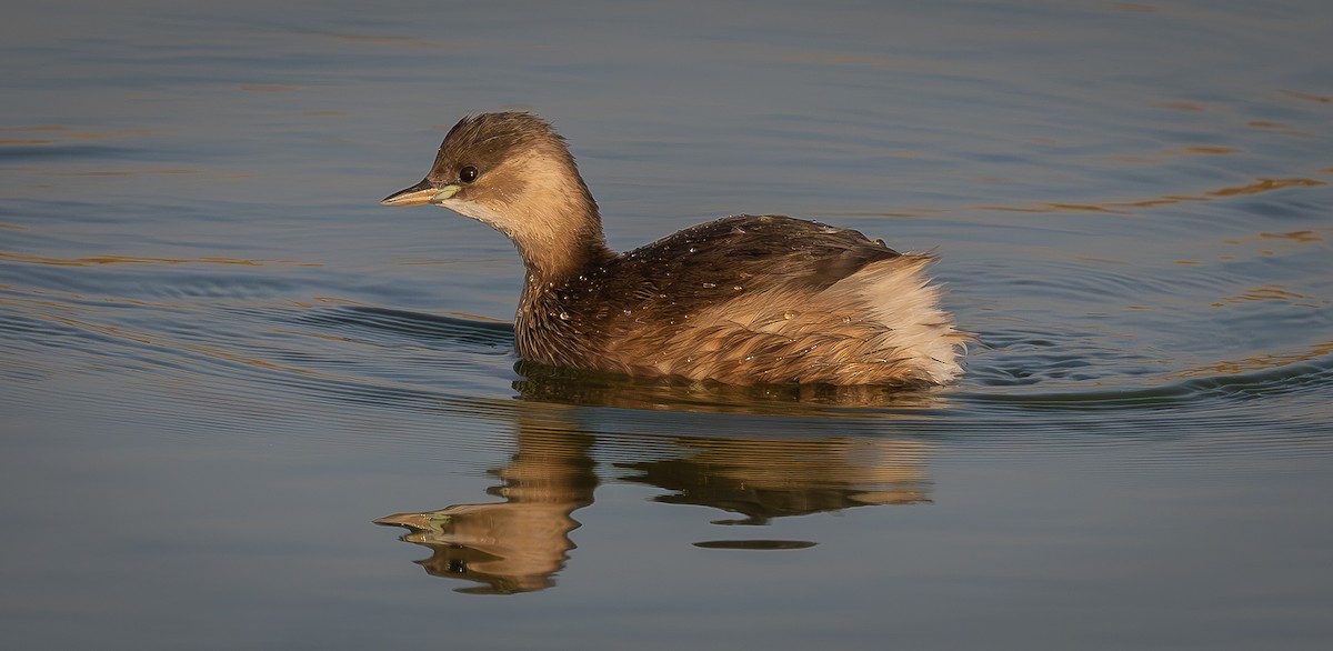 Little Grebe - ML646008414