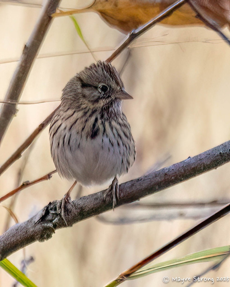 Lincoln's Sparrow - ML646008415