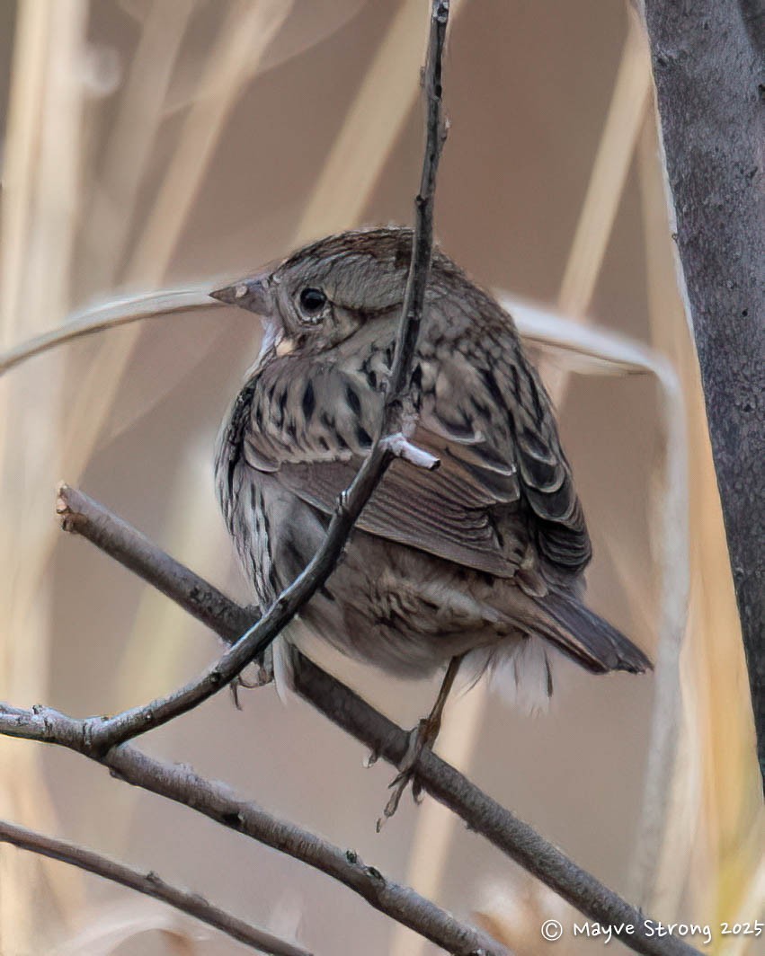 Lincoln's Sparrow - ML646008416