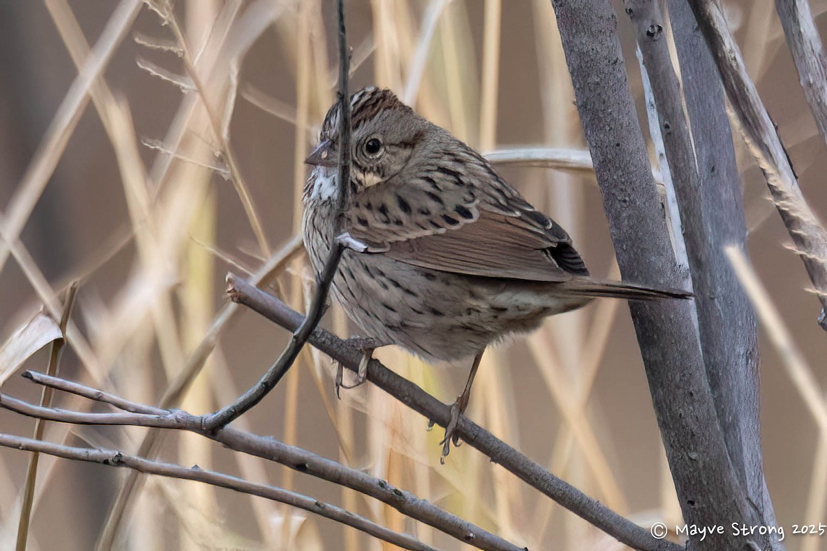 Lincoln's Sparrow - ML646008417