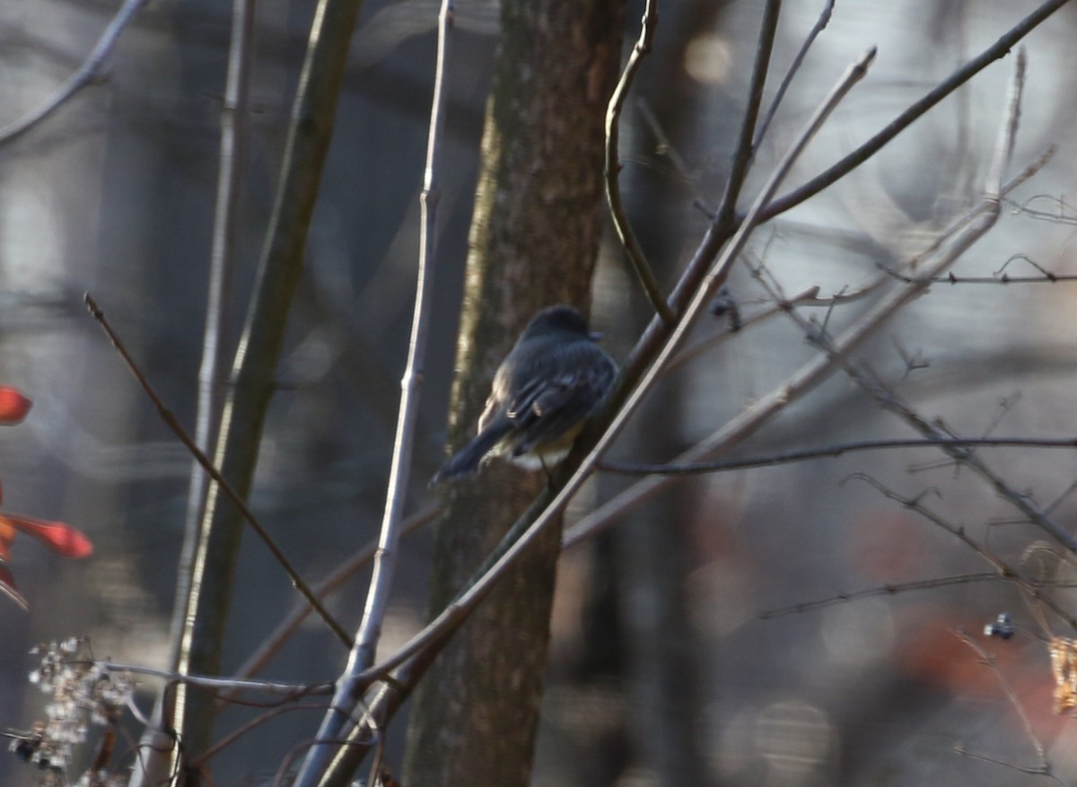 Eastern Phoebe - ML646008418