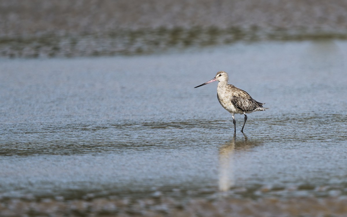 Bar-tailed Godwit - ML646008419
