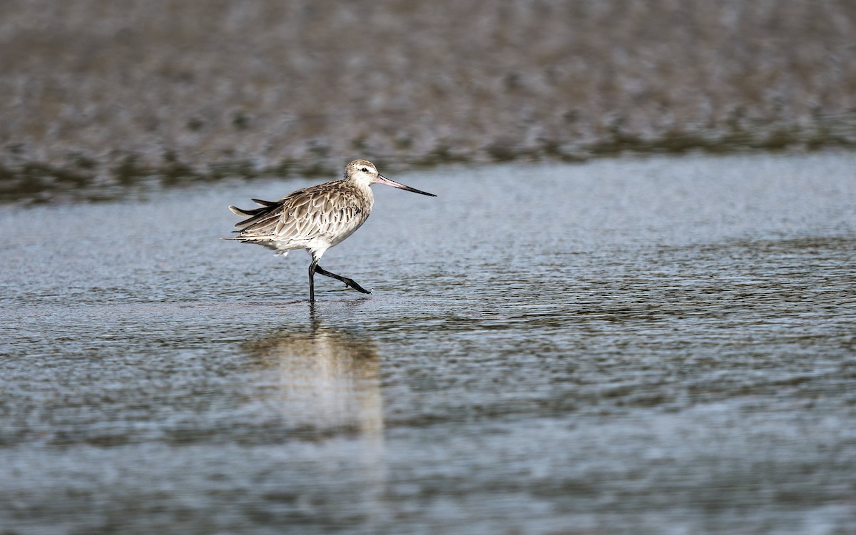Bar-tailed Godwit - ML646008420