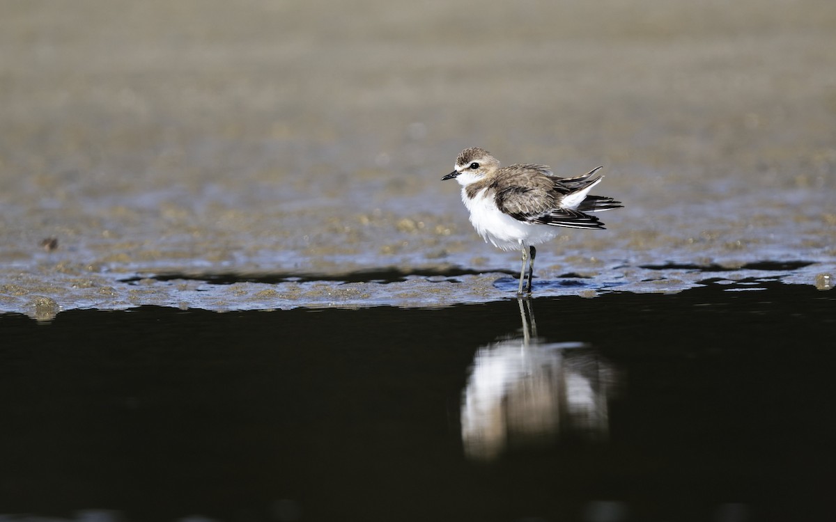 Red-necked Stint - ML646008422