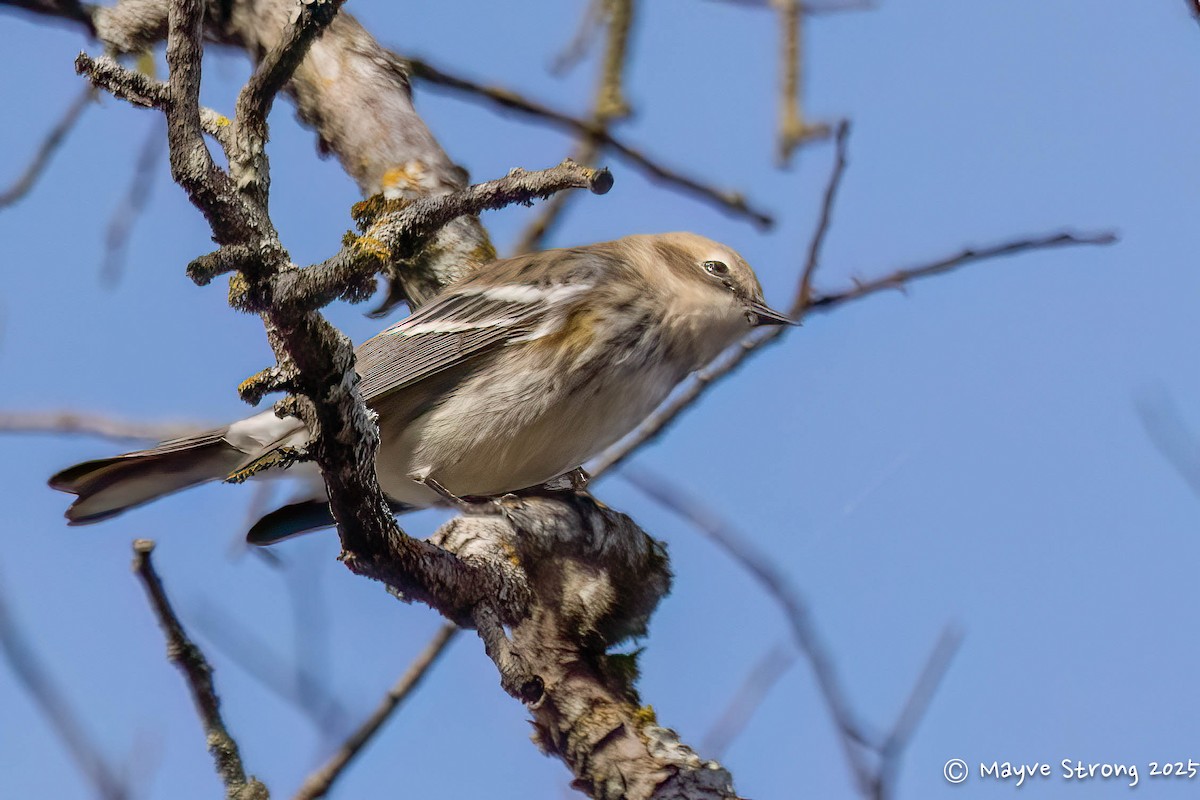 Yellow-rumped Warbler - ML646008423