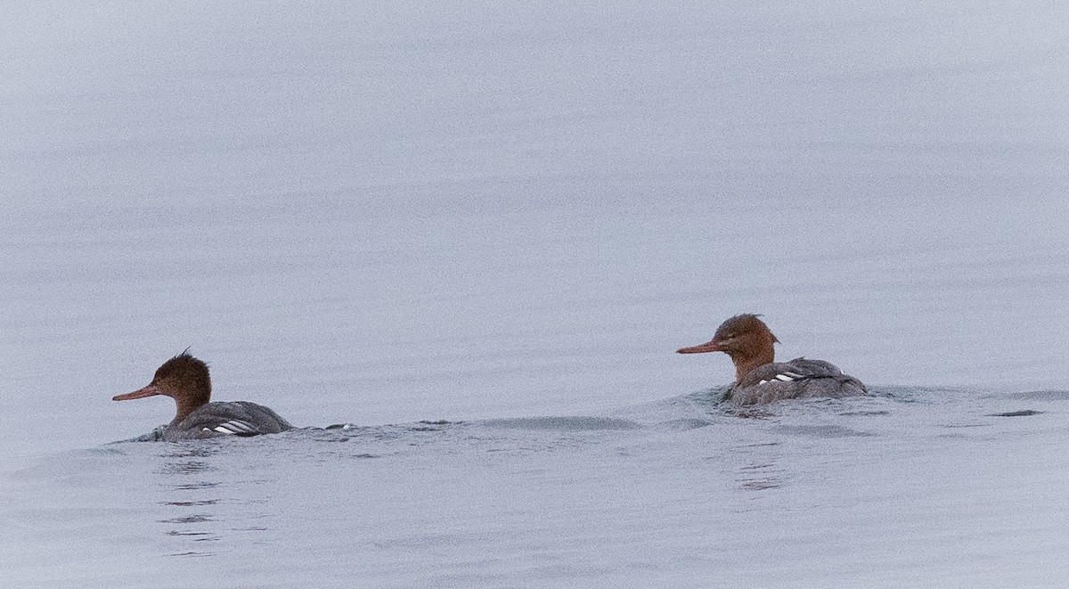 Red-breasted Merganser - ML646008424