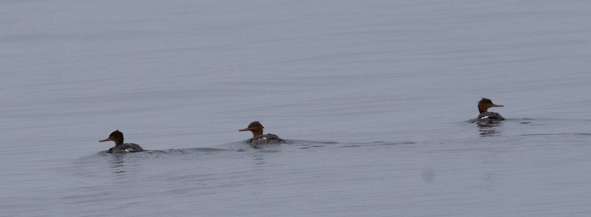Red-breasted Merganser - ML646008425