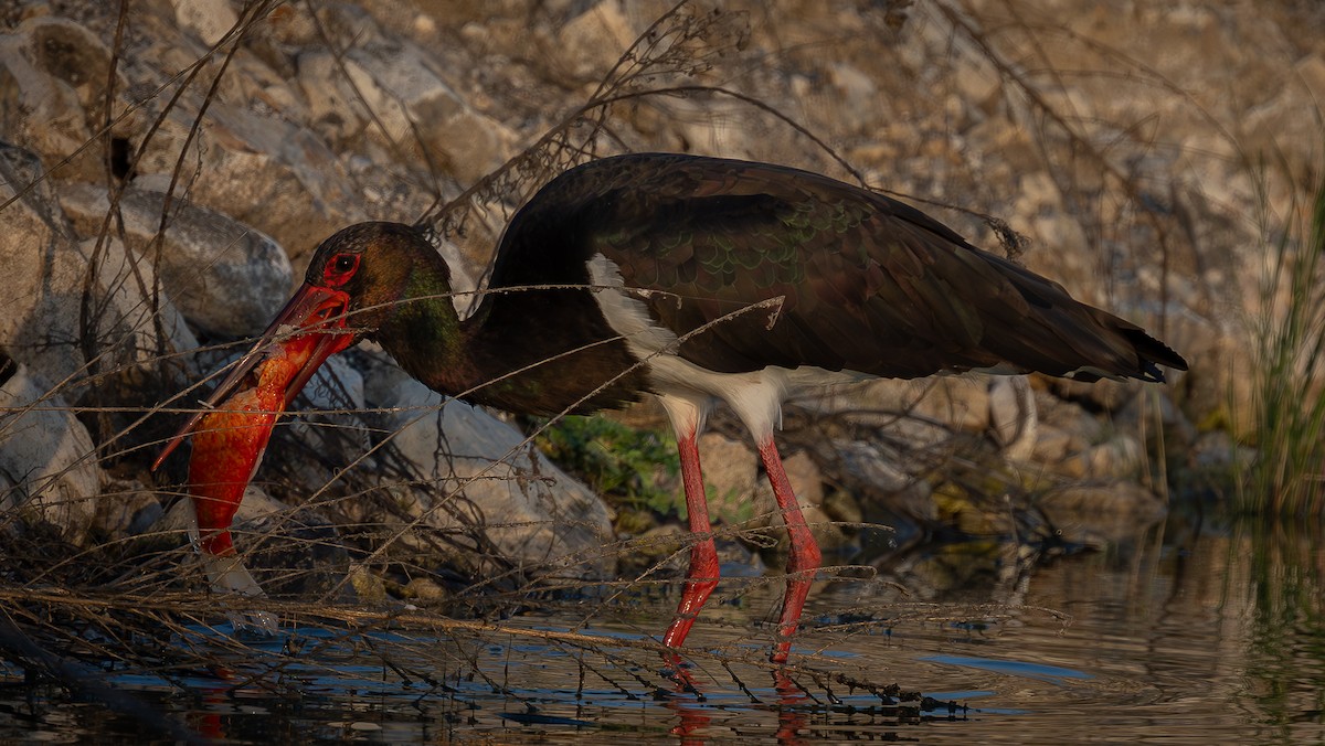 Black Stork - ML646008426