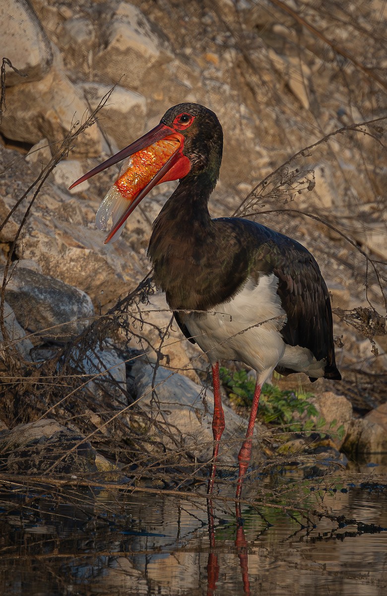 Black Stork - ML646008427