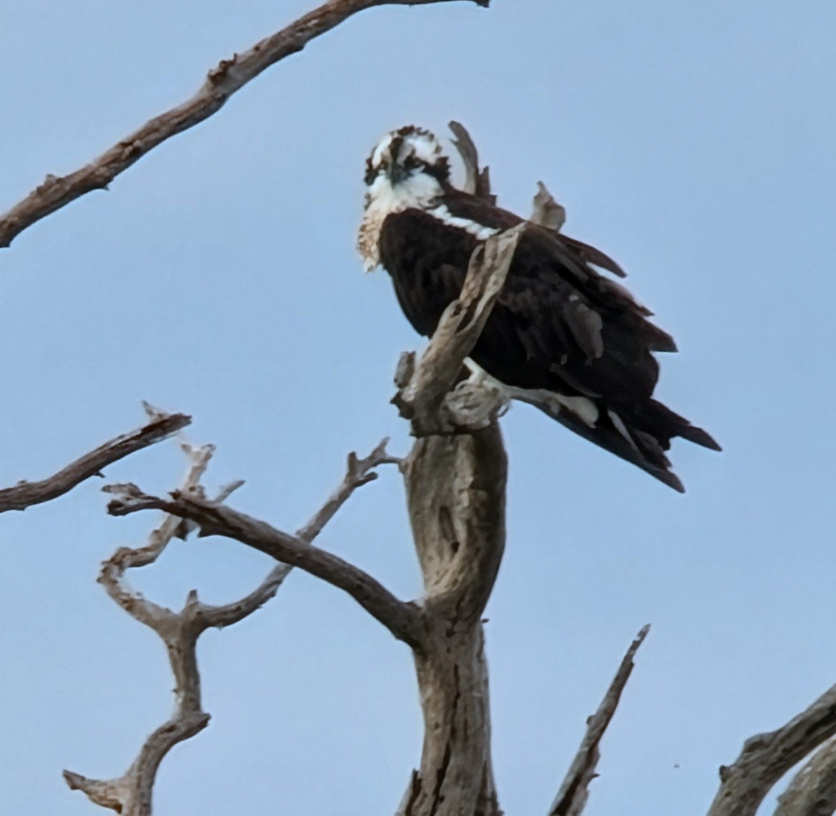 Osprey (American) - ML646008428